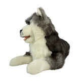 Madison Siberian Husky lying front view
