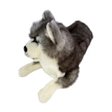 Madison Siberian Husky lying