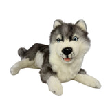 Madison Siberian Husky lying front view