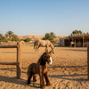 Makybe Arabian Horse in desert paddock with real horse.