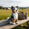 Oakley  (Australian Shepherd - 35cm sitting, Blue Merle)