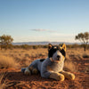 Orazio (Cattle Dog - 62cm lying)