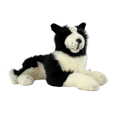 Oscar - Border Collie - 62cm lying