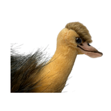 Close-up of a emu's head and neck on a white background