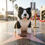 Pepsi Border Collie plush sitting on Hollywood Walk of Fame star.