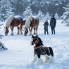 Rimsky (Clydesdale Horse - 30cm)