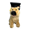 Sargeant German Shepherd plush wearing grad hat
