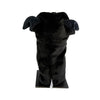 Staffy Golf Cover, black