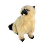 Toffee - Himalayan Cat - 34cm, sitting