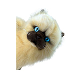 Toffee - Himalayan Cat - 34cm, sitting