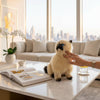 Toffee (Himalayan Cat - 34cm sitting)