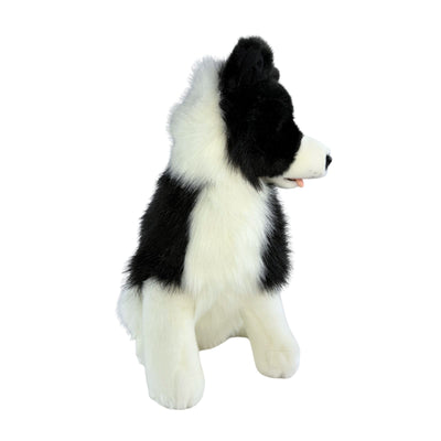 Tommy - Border Collie - 35cm sitting