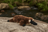 Plush toy platypus on a rock with a natural background