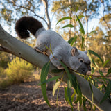 Gray Possum on a tree branch with green leaves in a forest setting