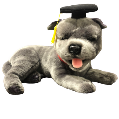 Gradhat Flint With Graduation Hat (Staffy - 35cm lying, grey)