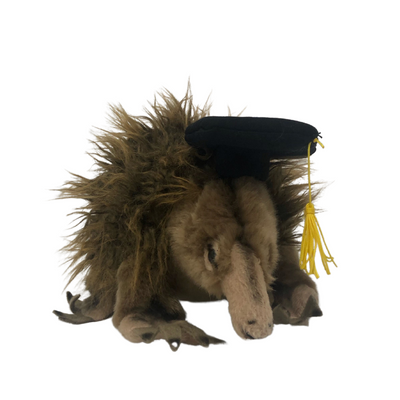 Gradhat Harry With Graduation Hat (Echidna - 24cm)