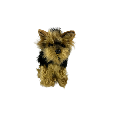 Archie (Australian Yorkshire Terrier, 28cm sitting)