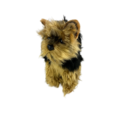 Archie (Australian Yorkshire Terrier, 28cm sitting)