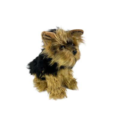 Archie (Australian Yorkshire Terrier, 28cm sitting)