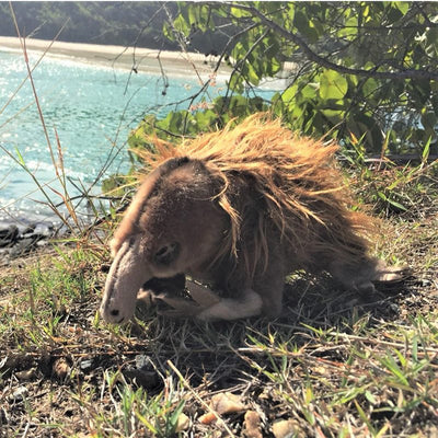 Harry (Echidna - 24cm)