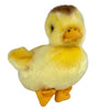 Dutchess (Duckling)