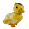 Dutchess (Duckling)