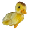 Dutchess (Duckling)