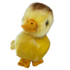 Dutchess (Duckling)